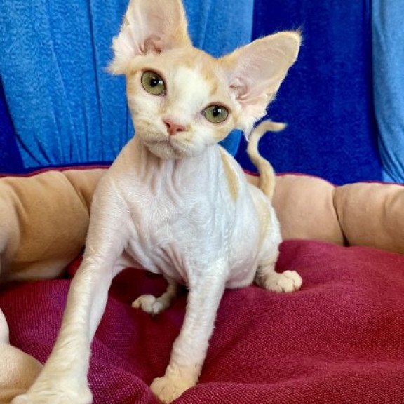 Devon Rex Alva Quinn