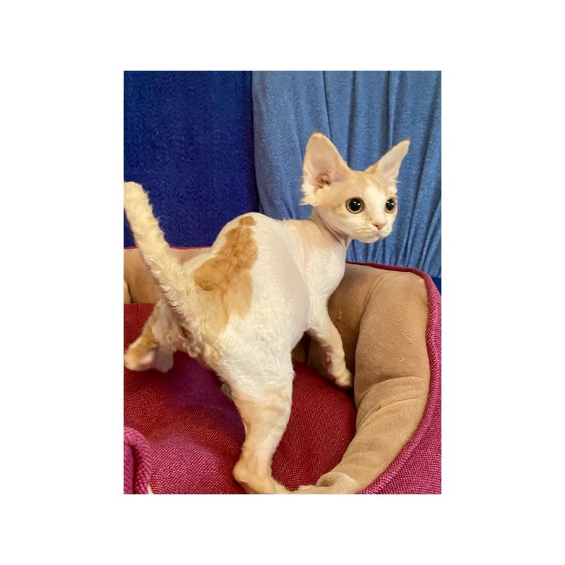 Devon Rex Alva Quinn