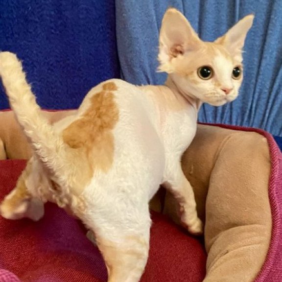 Devon Rex Alva Quinn