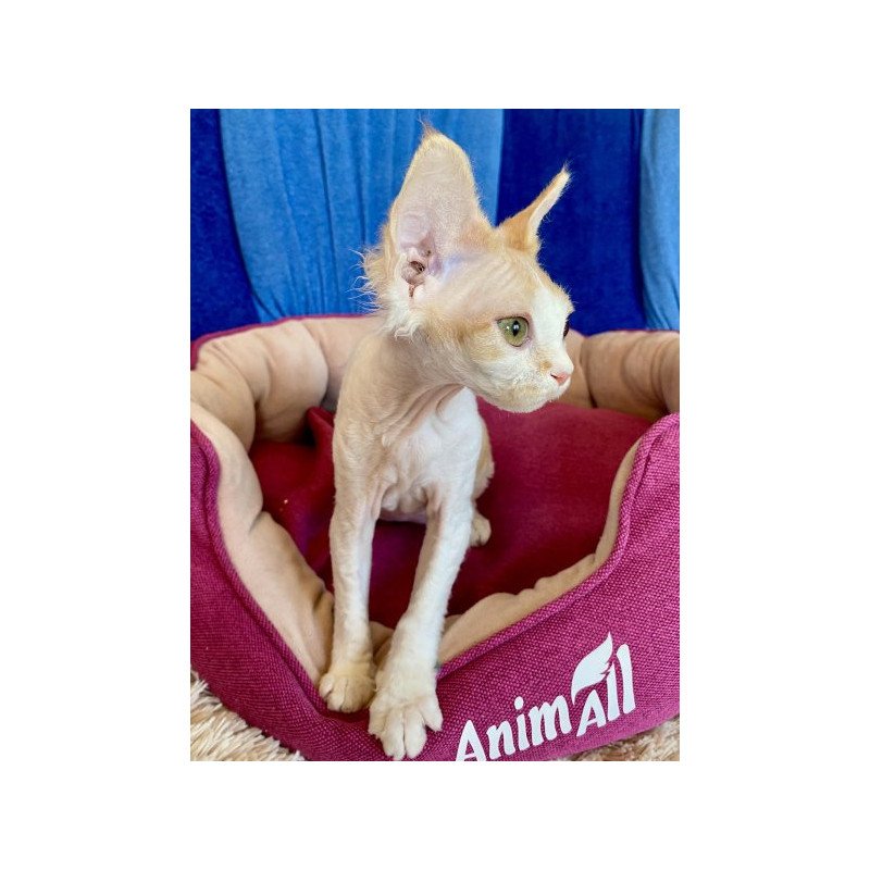 Devon Rex Alva Quinn