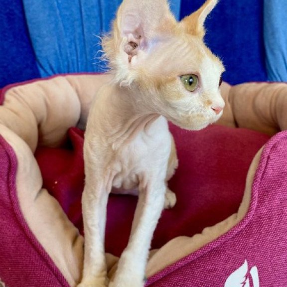 Devon Rex Alva Quinn