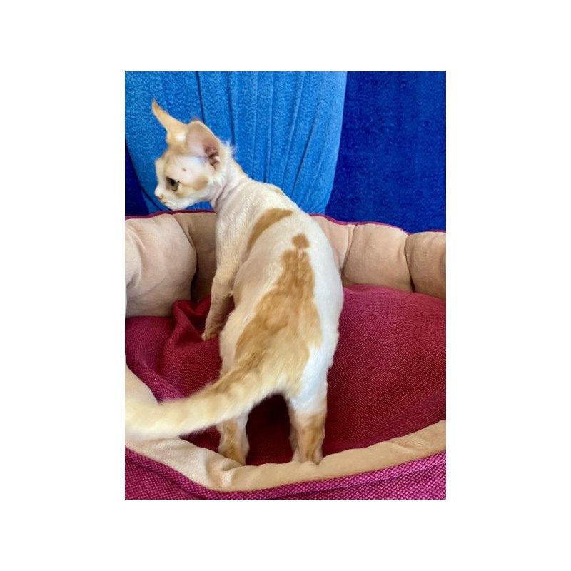 Devon Rex Alva Quinn