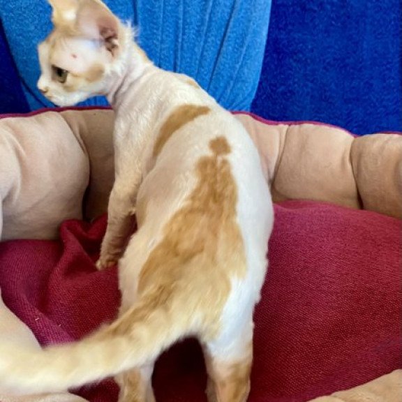 Devon Rex Alva Quinn
