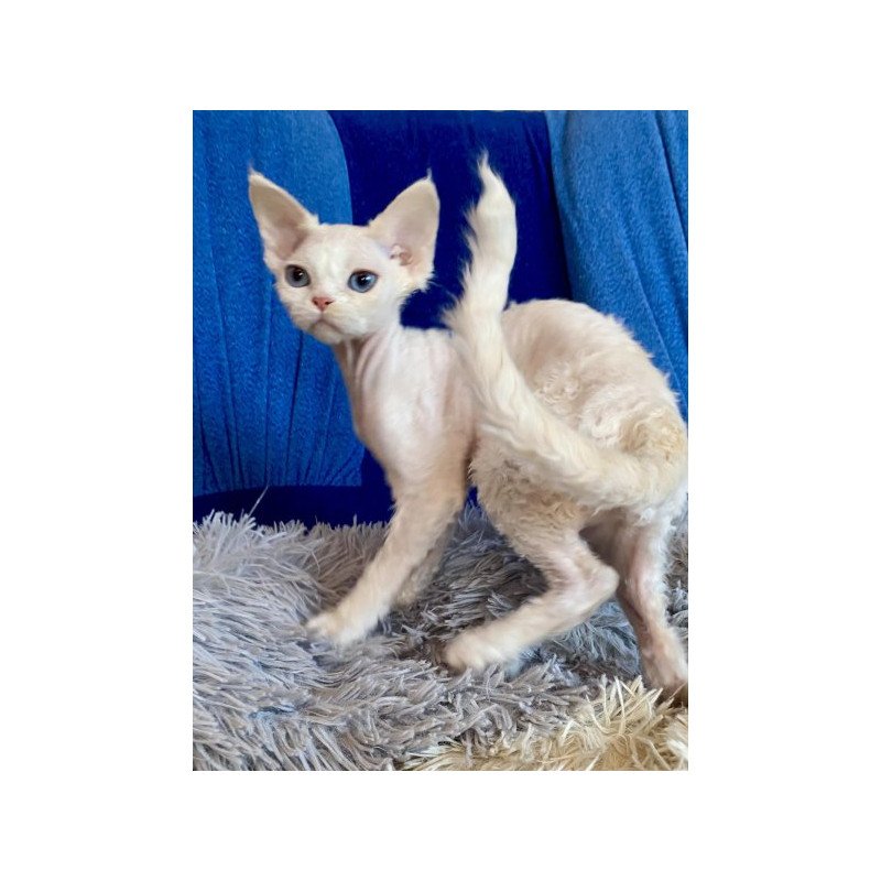 Devon Rex Alva Qairo