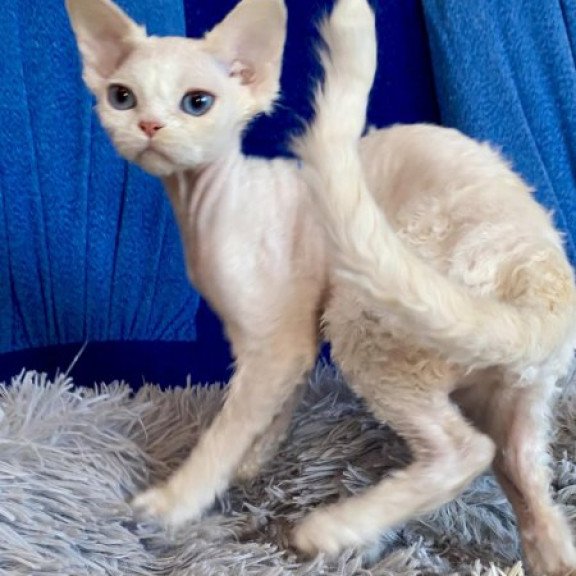 Devon Rex Alva Qairo