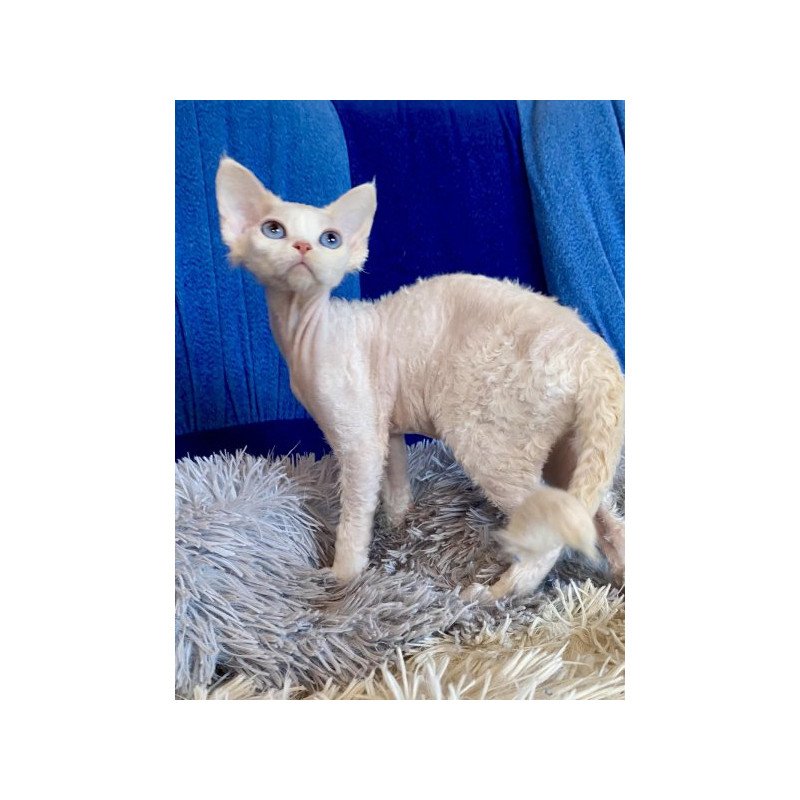 Devon Rex Alva Qairo
