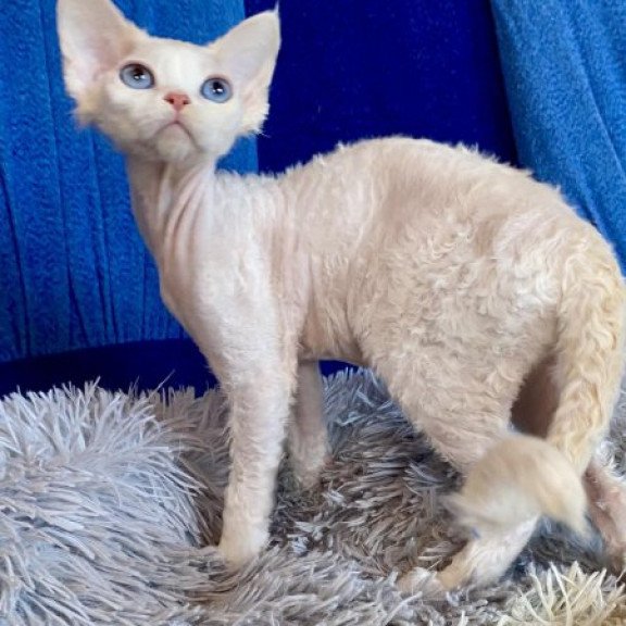 Devon Rex Alva Qairo
