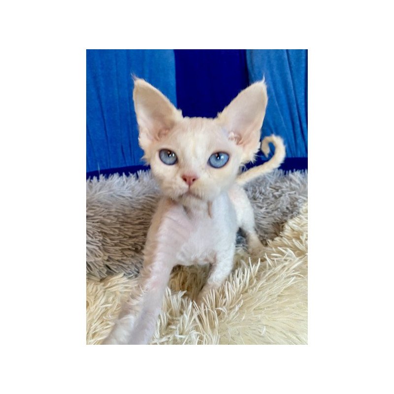 Devon Rex Alva Qairo