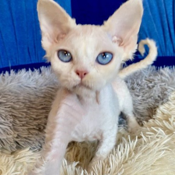 Devon Rex Alva Qairo