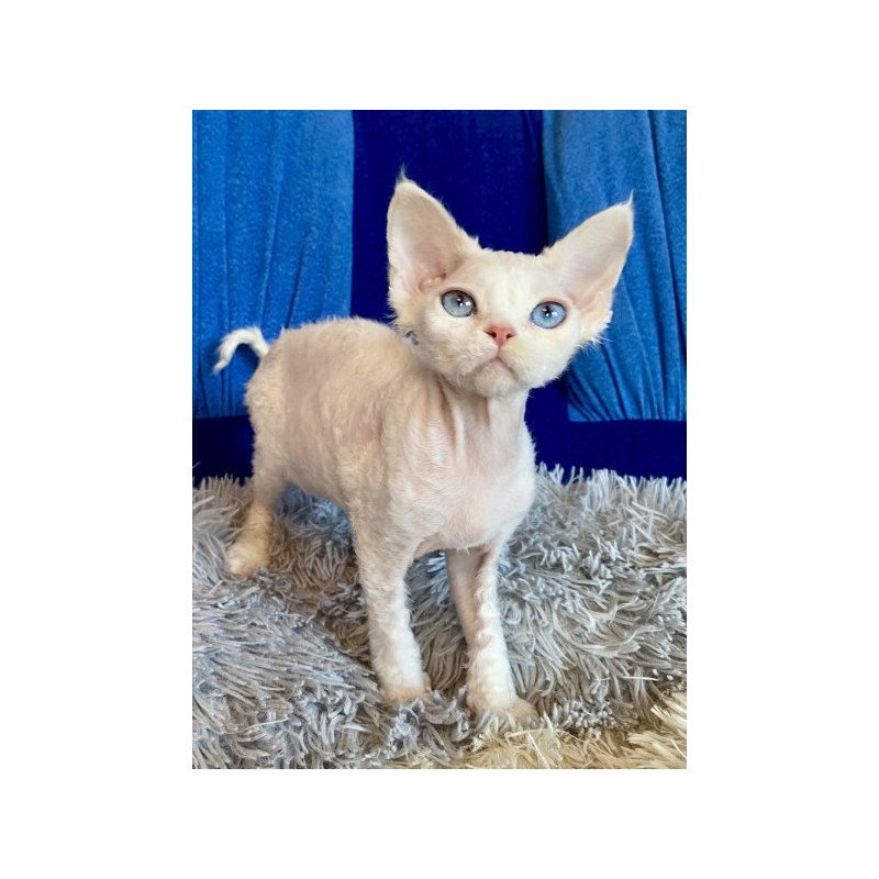 Devon Rex Alva Qairo