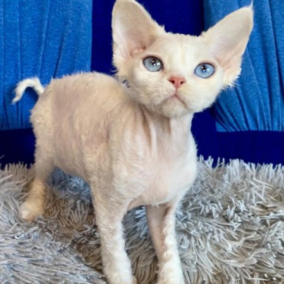 Devon Rex Alva Qairo