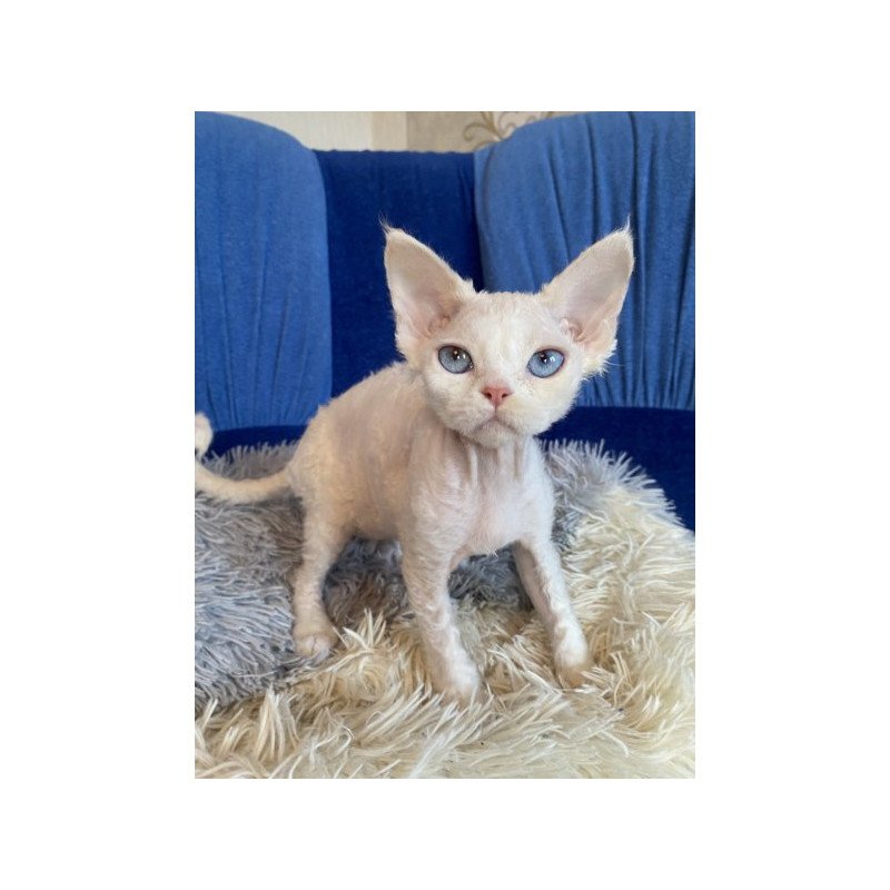 Devon Rex Alva Qairo