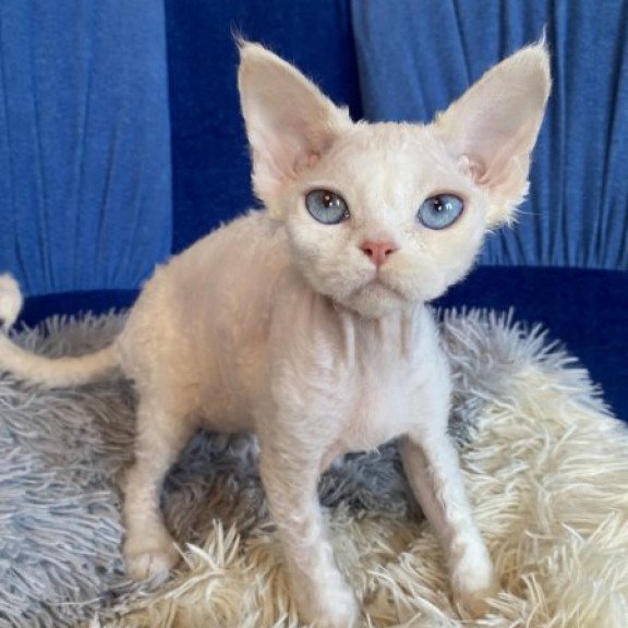Devon Rex Alva Qairo