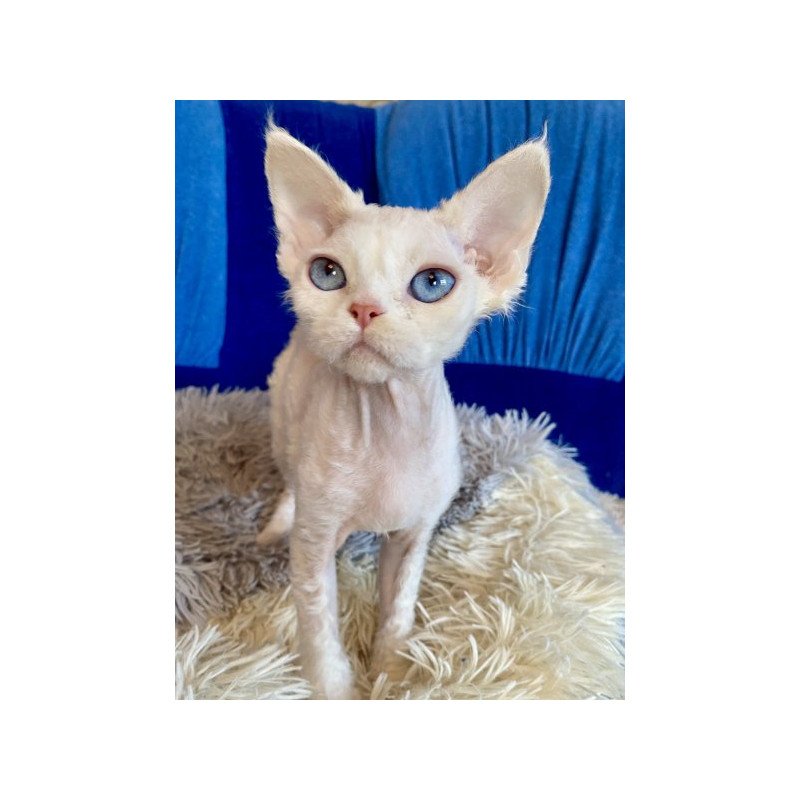 Devon Rex Alva Qairo