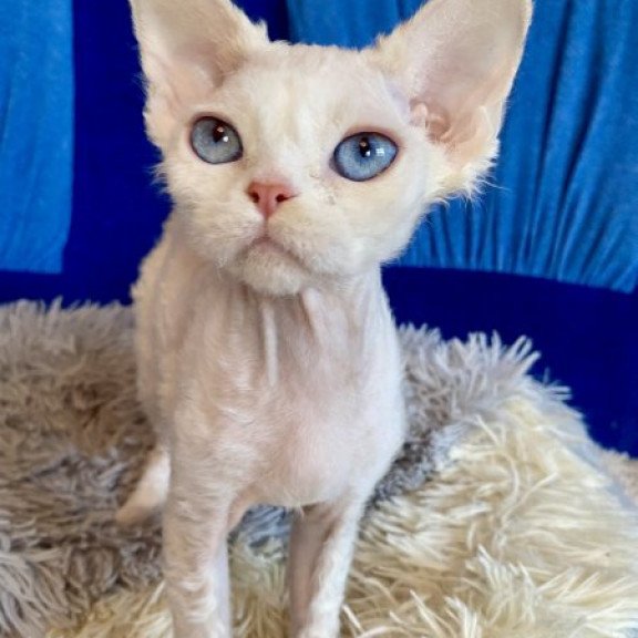 Devon Rex Alva Qairo