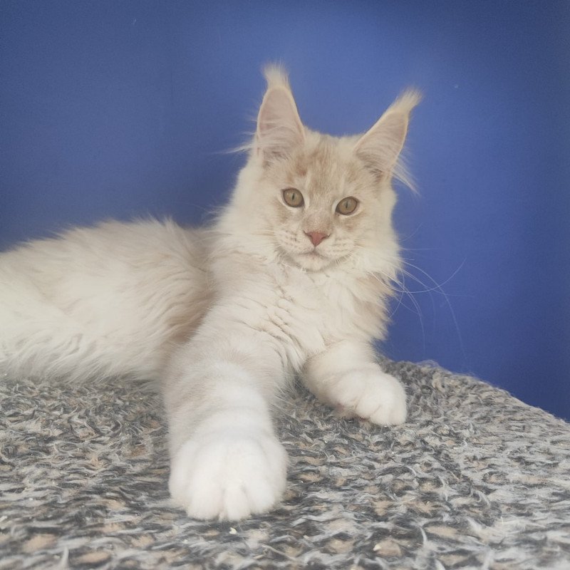 Maine Coon EZ Sema