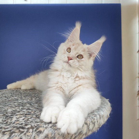 Maine Coon EZ Sema