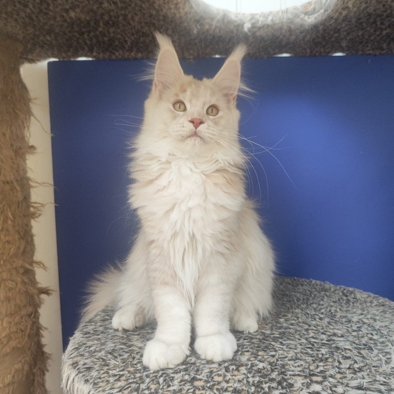 Maine Coon EZ Sema
