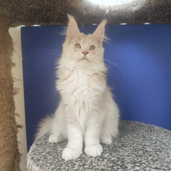 Maine Coon EZ Sema