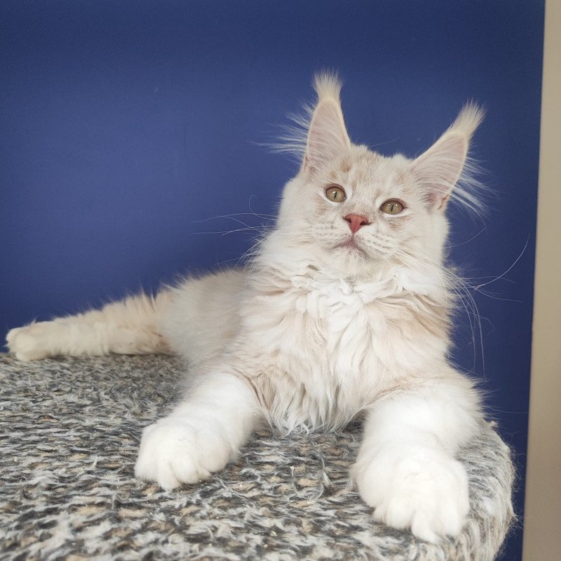 Maine Coon EZ Sema