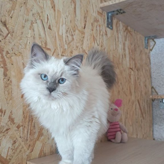 Siberian REZ Thea