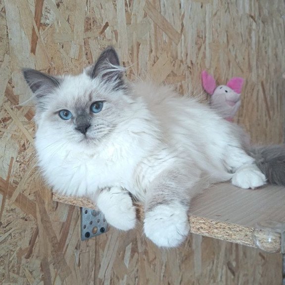 Siberian REZ Thea
