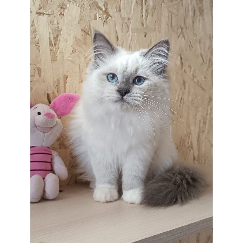 Siberian REZ Thea