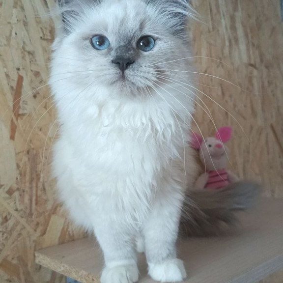 Siberian REZ Thea