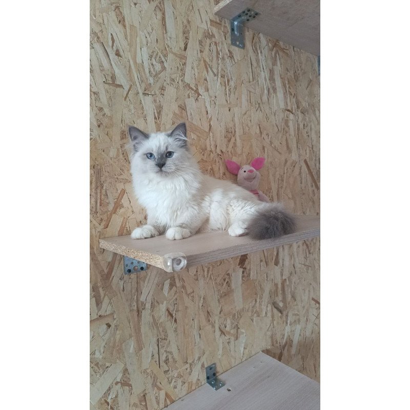 Siberian REZ Thea