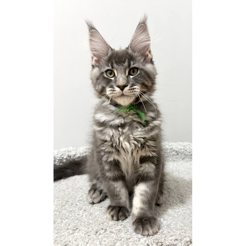 Maine Coon NOV Piter