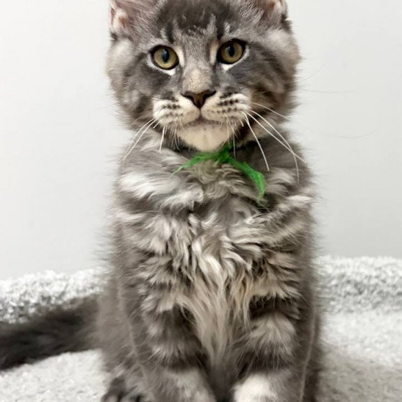 Maine Coon NOV Piter