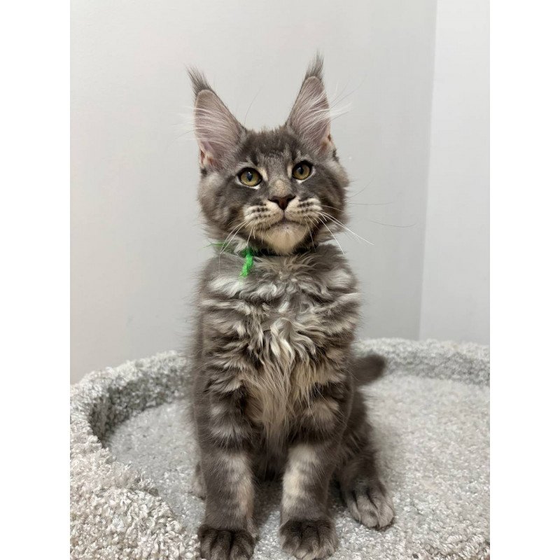 Maine Coon NOV Piter