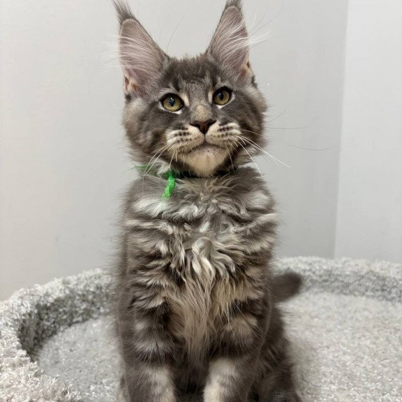 Maine Coon NOV Piter