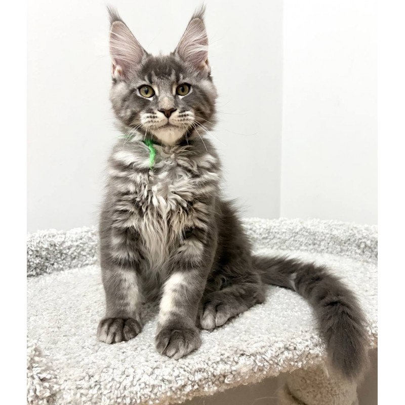 Maine Coon NOV Piter