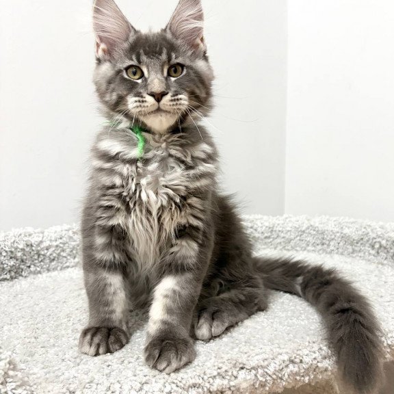 Maine Coon NOV Piter