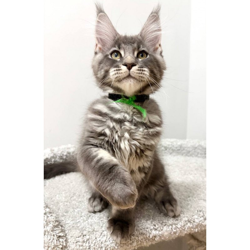 Maine Coon NOV Piter