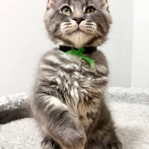 Maine Coon NOV Piter