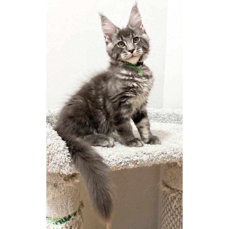 Maine Coon NOV Piter