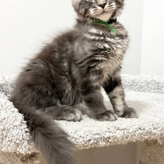 Maine Coon NOV Piter