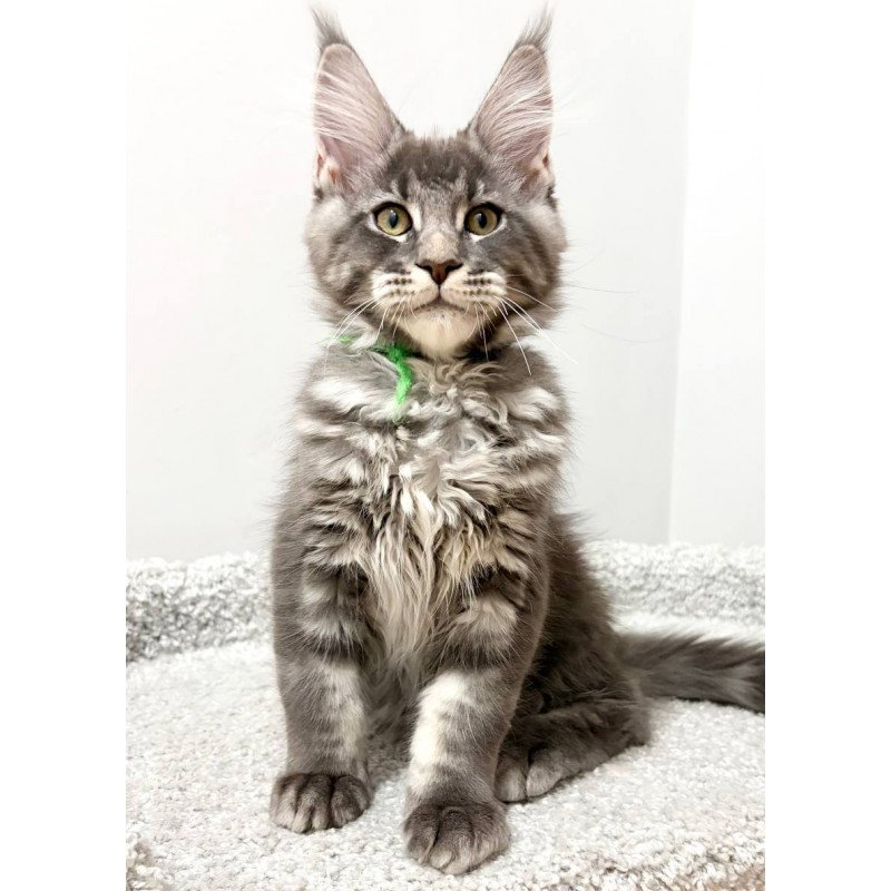 Maine Coon NOV Piter
