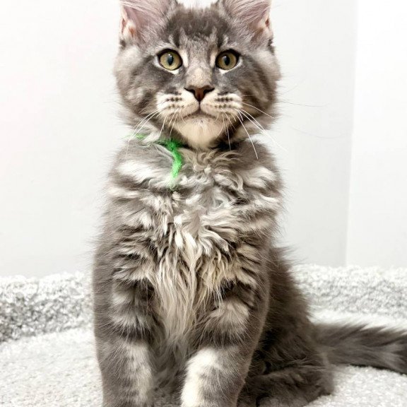 Maine Coon NOV Piter