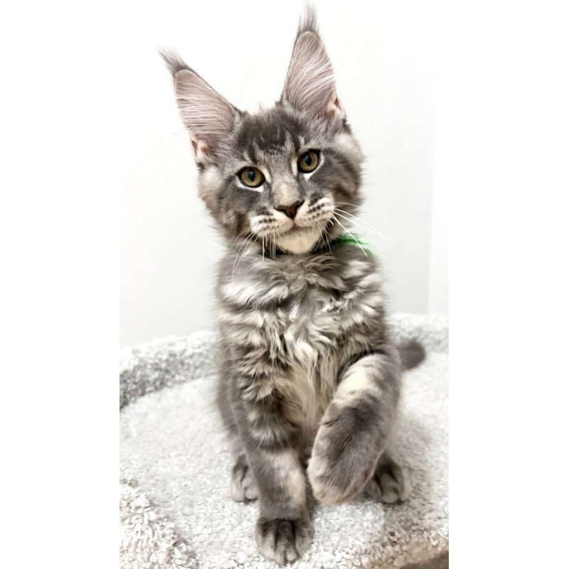 Maine Coon NOV Piter