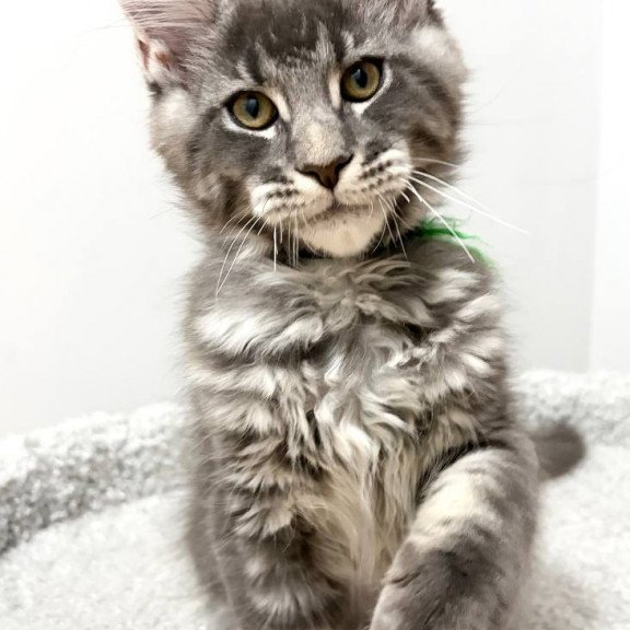 Maine Coon NOV Piter