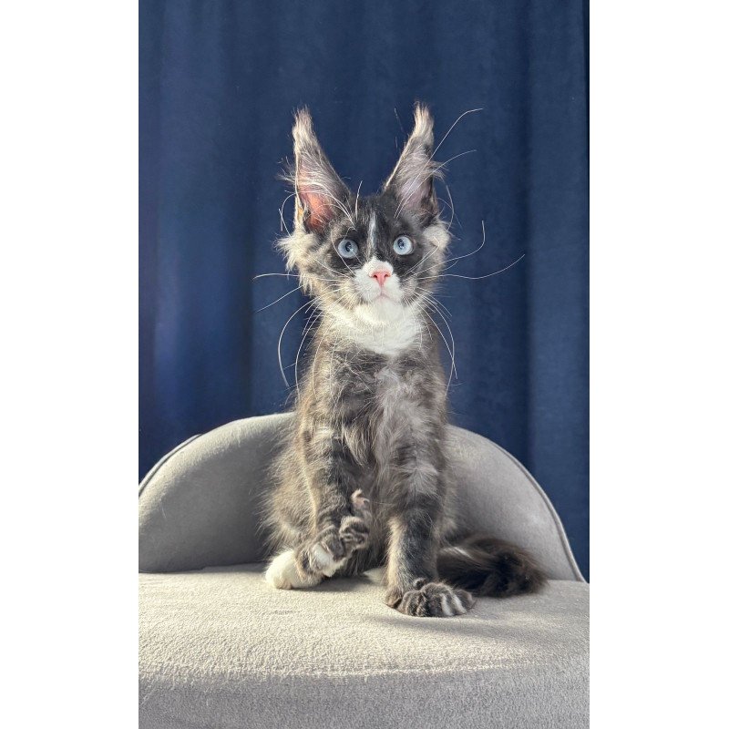 Maine Coon NOV Uglier