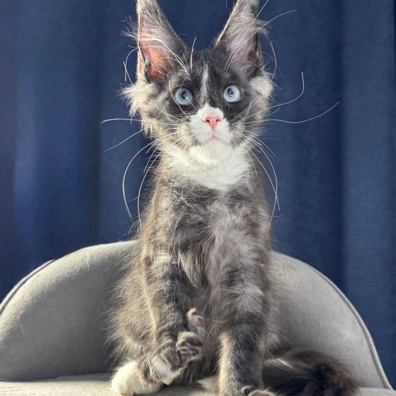 Maine Coon NOV Uglier