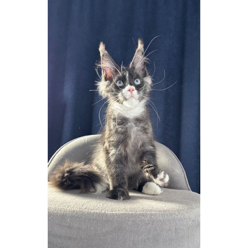 Maine Coon NOV Uglier