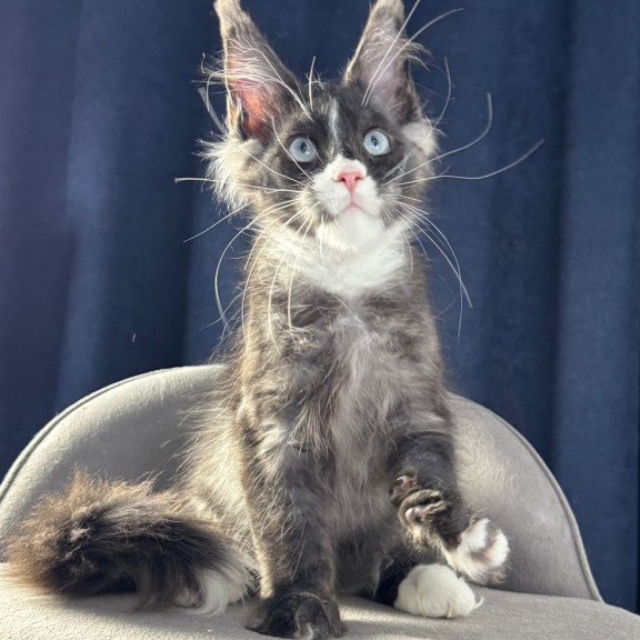 Maine Coon NOV Uglier