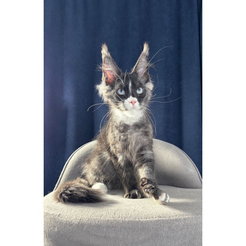 Maine Coon NOV Uglier