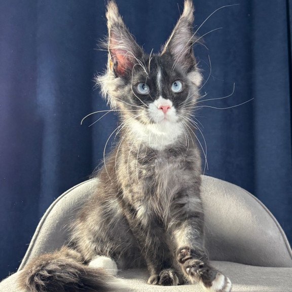 Maine Coon NOV Uglier