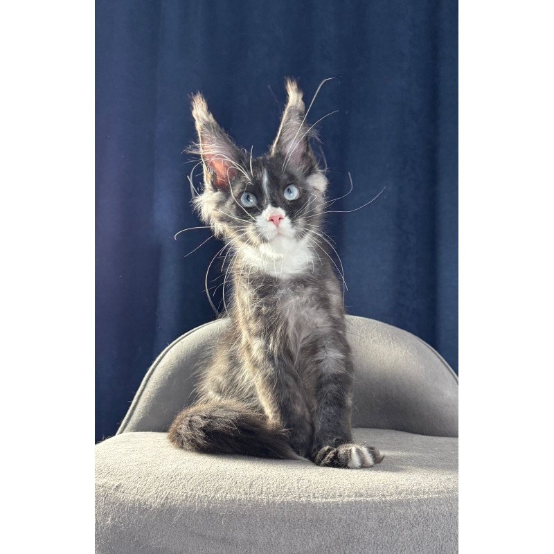 Maine Coon NOV Uglier